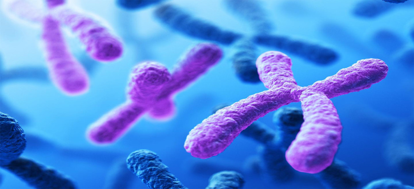 5-Chromosome image