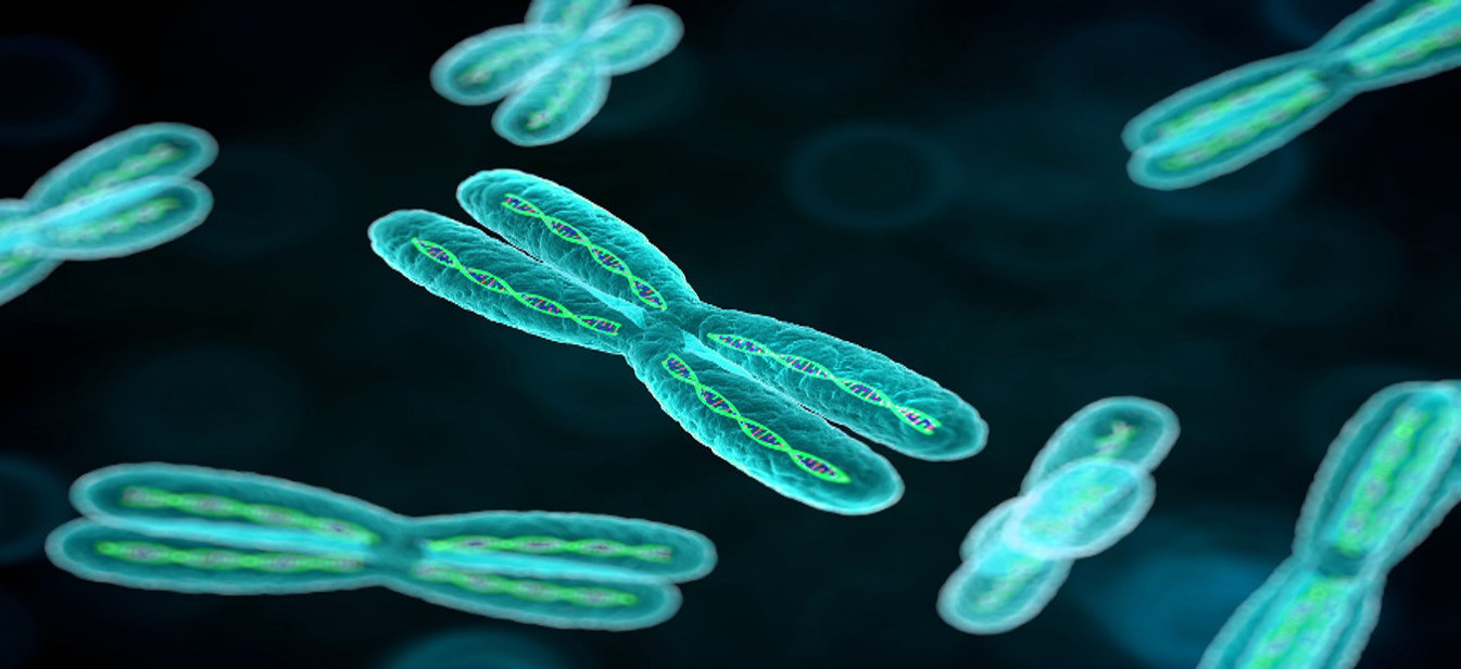 24-Chromosome image